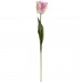 Light Pink Parrot Tulip Stem